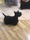 Scottish Terrier Puppies for sale in San Jacinto, CA, USA. price: $3,800