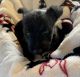 Scottish Terrier Puppies for sale in Albuquerque, NM, USA. price: $1,500
