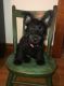 Scottish Terrier Puppies for sale in Oneida, NY, USA. price: $900