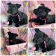 Scottish Terrier Puppies for sale in Deridder, Louisiana. price: NA