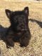 Scottish Terrier Puppies for sale in Herington, KS 67449, USA. price: $850