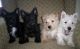 Scottish Terrier Puppies for sale in Kansas City, KS, USA. price: $500