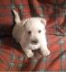 Scottish Terrier Puppies for sale in Los Angeles, CA, USA. price: NA