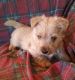 Scottish Terrier Puppies