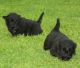 Scottish Terrier Puppies for sale in New Hampshire Ave, Toms River, NJ 08755, USA. price: NA