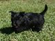 Scottish Terrier Puppies for sale in Missoula, MT, USA. price: NA