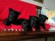 Scottish Terrier Puppies for sale in US-130, North Brunswick Township, NJ 08902, USA. price: NA