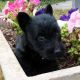 Scottish Terrier Puppies for sale in San Francisco, CA, USA. price: NA