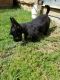 Scottish Terrier Puppies for sale in Riverside, CA, USA. price: $500