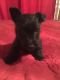 Scottish Terrier Puppies for sale in 34029 Medford Rd, Auberry, CA 93602, USA. price: NA
