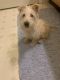 Scottish Terrier Puppies for sale in Reading, PA, USA. price: NA