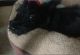 Scottish Terrier Puppies for sale in Fort Worth, TX, USA. price: NA