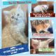 Selkirk Rex Cats for sale in Long Branch, TX 75669, USA. price: NA