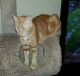 Selkirk Rex Cats for sale in Oklahoma City, OK, USA. price: NA