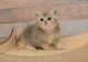 Selkirk Rex Cats for sale in Katy, TX, USA. price: NA