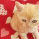 Selkirk Rex Cats for sale in New Caney, TX 77357, USA. price: NA
