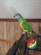 Senegal Parrot Birds