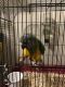 Senegal Parrot Birds for sale in Mt Pleasant, TX 75455, USA. price: NA
