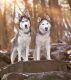Seppala Siberian Sleddog Puppies