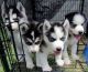 Huskies available now in Abbeville