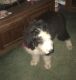 Sheepadoodle Puppies for sale in Wharton County, TX, USA. price: NA
