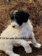 Sheepadoodle F1b female and male pups