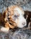 Sheepadoodle Puppies for sale in Middletown, OH, USA. price: $975