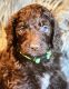 Sheepadoodle Puppies for sale in Middletown, OH, USA. price: $850