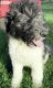 Sheepadoodle Puppies for sale in 8020 W Colfax Ave, Lakewood, CO 80214, USA. price: $1,000