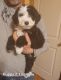 Sheepadoodle Puppies for sale in London, OH 43140, USA. price: $800