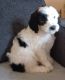Sheepadoodle Puppies for sale in London, OH 43140, USA. price: $600
