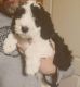 Sheepadoodle Puppies for sale in London, OH 43140, USA. price: $700