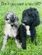 Sheepadoodle Puppies for sale in Lancaster, OH 43130, USA. price: $400