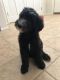 Sheepadoodle Puppies for sale in Longmont, CO, USA. price: $600