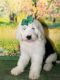 Sheepadoodle Puppies for sale in Fort Worth, Texas. price: $1,200