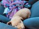 Shepard Labrador Puppies for sale in Riverside County, CA, USA. price: NA