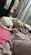 Shepard Labrador Puppies for sale in Hinjewadi Phase 1 Rd, Phase 1, Hinjewadi Rajiv Gandhi Infotech Park, Hinjawadi, Pune, Maharashtra 411057, India. price: 8000 INR