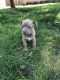 Shepard Labrador Puppies for sale in New Paris, IN 46553, USA. price: NA