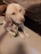 Shepard Labrador Puppies for sale in Dombivli, Maharashtra, India. price: 10000 INR