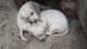 Shepard Labrador Puppies
