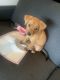 Shepard Labrador Puppies for sale in Jonesboro, GA, USA. price: NA