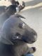 Shepard Labrador Puppies for sale in Hemet, CA, USA. price: NA