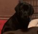 Shepard Labrador Puppies for sale in Portland, OR 97267, USA. price: NA