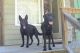 Shepard Labrador Puppies for sale in Mullica Hill, Harrison Township, NJ 08062, USA. price: NA