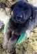Shepard Labrador Puppies for sale in Elsinore, UT, USA. price: NA