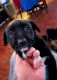 Shepard Labrador Puppies for sale in Salem, OR, USA. price: NA