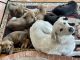 Shepard Labrador Puppies for sale in San Antonio, TX, USA. price: NA