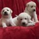 Shepard Labrador Puppies for sale in Stephenville, TX 76401, USA. price: $100