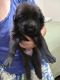 Shepard Labrador Puppies for sale in Antioch, CA, USA. price: NA