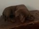 Shepard Labrador Puppies for sale in Clinton, CT, USA. price: $350